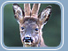 Roe Deer