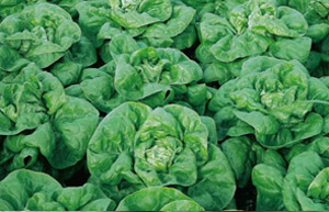 'Valdor' winter lettuce