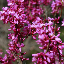 Chinese Redbud