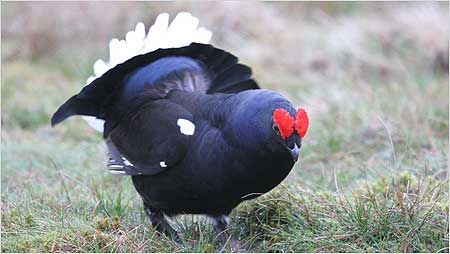 Black Grouse c/o Margaret Holland