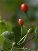 Tepin: The Mother of all Chillies