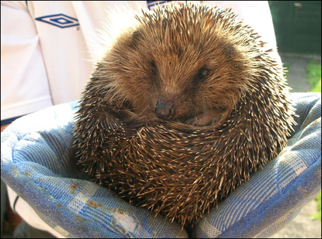 Prickly customer - Liz Aubrey, Swindon
