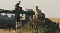 Shakira the cheetah watched by the crew from their car