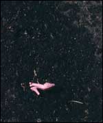 Untitled by Sarah Louise Hodkinson 