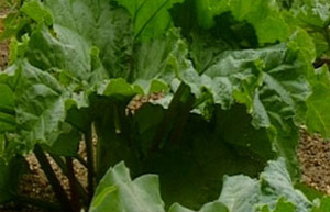 Forced rhubarb