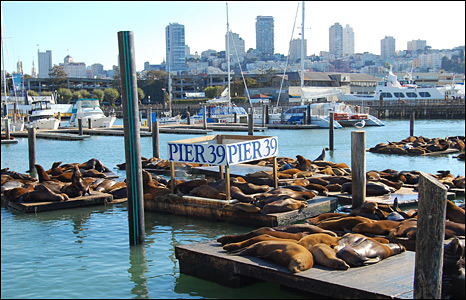 Sư tử biển ở San Francisco