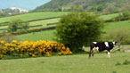 Cows in a field