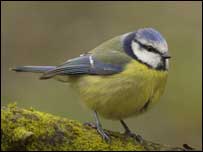 Blue tit