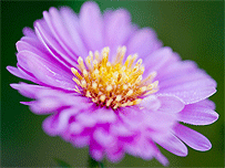 Aster flower taken by Anne Green-Armytage