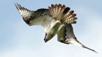 Osprey swooping