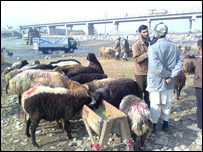 نسل گيری گوسفندان