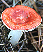 red fungi