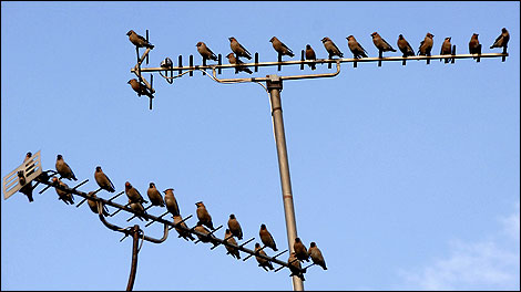 Waxwings on an aerial