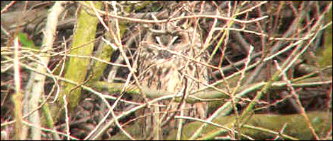 Long Eared Owl @ Fairburn (C) Chris Gomersall
