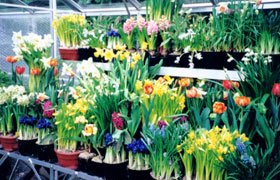 Bulb collection at the Beechgrove garden