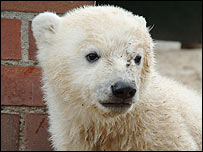 O urso Knut. Foto: RBB/Peter Griesbach/Zoo Berlin
