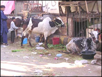 قربانی کی عید کے دنوں میں نظر آنے والا عام منظر