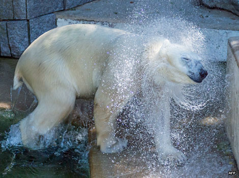 A polar bear shakes water out of its fur