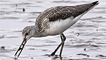 Greenshank