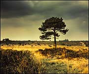 East Devon Pebblebed Heath (Clinton Devon Estates)