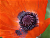 Poppy