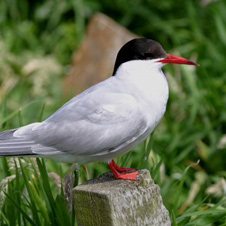 tern.jpg
