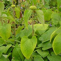 Phlomis