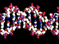 Struktura lidské DNA