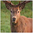 Red Deer rut video