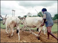 Hindistan'da bir çiftçi