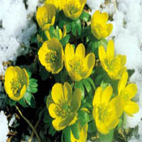 Winter aconite