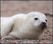 Seal pup