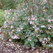 abelia x grandiflora