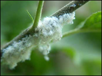 آفت پختگک درخت سيب