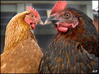 Shpendë në Evropë