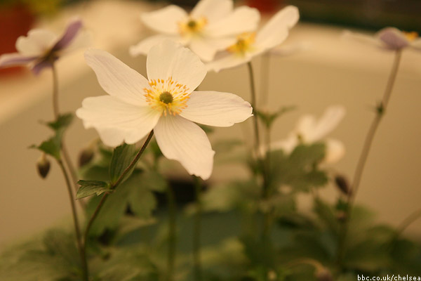 Chelsea Flower Show 2011