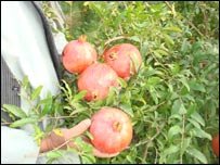 کفيدگی پوست انار