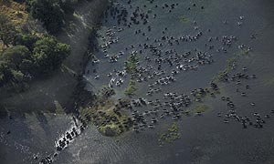 Aerial view of buffalo herd, Okavango, Botswana