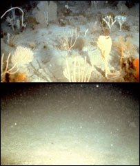 Corais na Austrália antes e depois do uso do maquinário