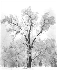 زمستان پربار