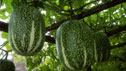Cucurbita ficifolia