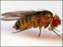 پھل کی مکھی