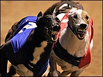 Ông Mỹ nói tại Úc có tới 89 trường đua chó