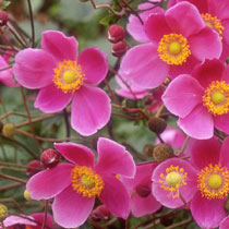 Anemone huphensis 'Hadspen Abundance'