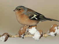 A Chaffinch