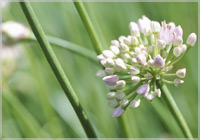 Chives