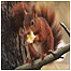 Red Squirrel
