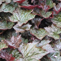 Heuchera