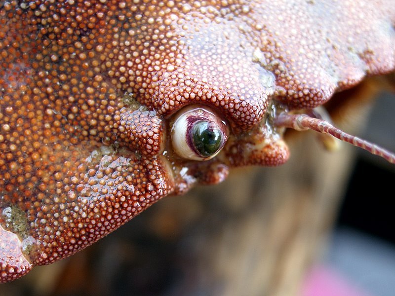 Close up of an edible crab<br