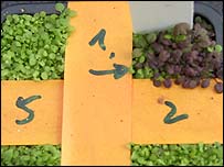 Erva geneticamente modificada